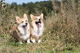 CORGI PEMBROKE 324